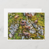 De kudde van de Bouquetins Briefkaart (Voorkant / Achterkant)