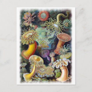 de kunst van de Natuur door Ernst Haeckel Briefkaart