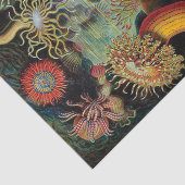 De kunst van de Natuur door Ernst Haeckel Tissuepapier (Detail)