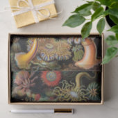 De kunst van de Natuur door Ernst Haeckel Tissuepapier (Geschenk)