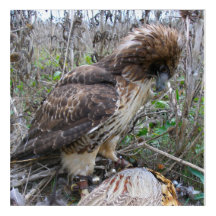 De kunst van de valkring: Red Tailed Hawk op fazan