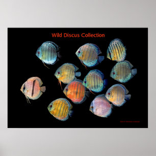 De kunst van de wilde vis poster