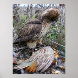 De kunst van Falconry: Red Tailed Hawk op fazant 2 Poster