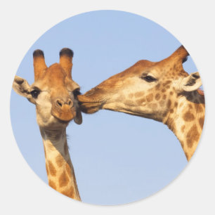 De kus ronde sticker