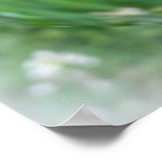 de ladybugs poster (Hoek)