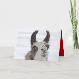 De Lama van Kerstmis met Sneeuw op Neus voor het Feestdagen Kaart