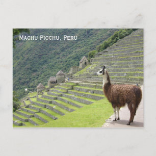 de lama van Peru Briefkaart