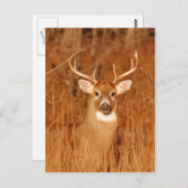 De lange nek van de oude Mule Deer Buck Briefkaart (Voorkant / Achterkant)