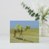 De lange weg - Camel op het eiland Failaka Briefkaart (Staand voorkant)