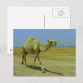 De lange weg - Camel op het eiland Failaka Briefkaart (Voorkant / Achterkant)