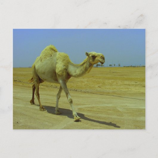 De lange weg - Camel op het eiland Failaka Briefkaart (Voorkant)