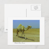 De lange weg - Camel op het eiland Failaka Briefkaart (Voorkant / Achterkant)