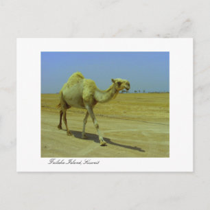 De lange weg - Camel op het eiland Failaka Briefkaart