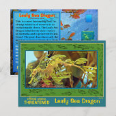 De Leafy Zee Dragon is in gevaar - Briefkaart (Voorkant / Achterkant)