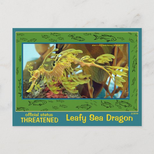 De Leafy Zee Dragon is in gevaar - Briefkaart (Voorkant)