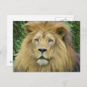 De leeuw briefkaart (Voorkant / Achterkant)