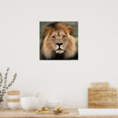 De leeuw poster (Keuken)