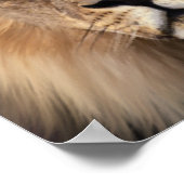 De leeuw poster (Hoek)