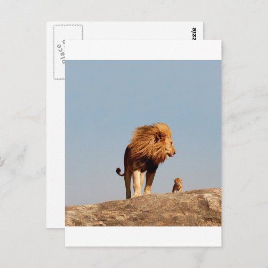 De Leeuwenkoning (volwassen leeuw en welp) Briefkaart (Voorkant / Achterkant)