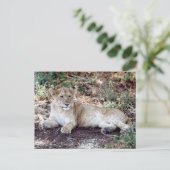 De leeuwenkub rust op de Serengeti Briefkaart (Staand voorkant)