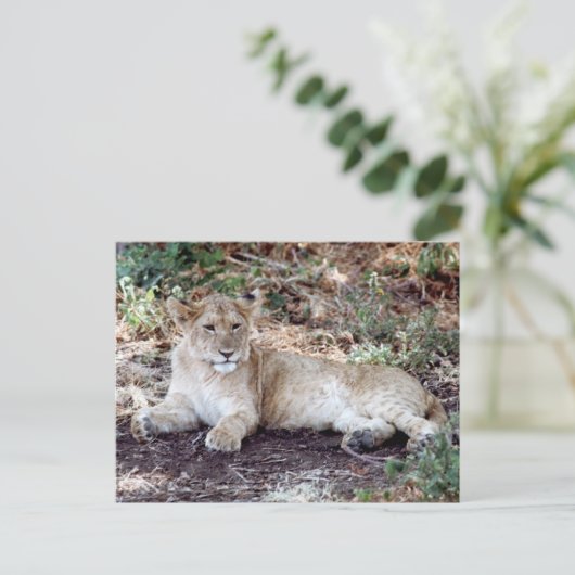 De leeuwenkub rust op de Serengeti Briefkaart (Staand voorkant)