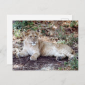 De leeuwenkub rust op de Serengeti Briefkaart (Voorkant / Achterkant)