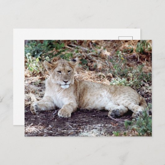 De leeuwenkub rust op de Serengeti Briefkaart (Voorkant / Achterkant)