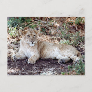 De leeuwenkub rust op de Serengeti Briefkaart