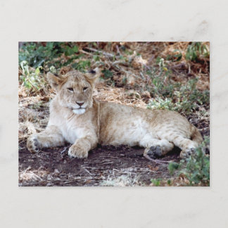 De leeuwenkub rust op de Serengeti Briefkaart