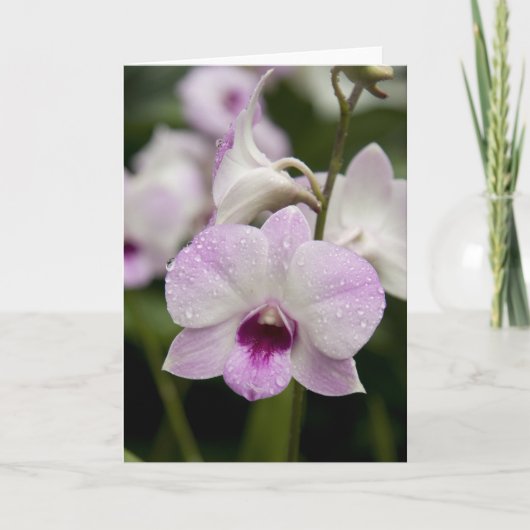 De Lege Kaart van de paarse Orchidee (Voorkant)