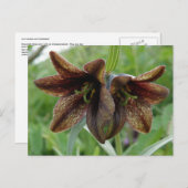 De Lelie van de chocolade, Eiland Unalaska Briefkaart (Voorkant / Achterkant)