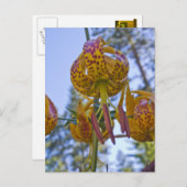 De Lelie van Humboldt Briefkaart (Voorkant / Achterkant)