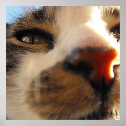 de lelijkste kat ter wereld poster (Voorkant)