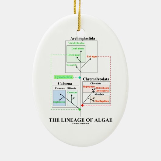 De lengte van de algenevolutionaire biologie keramisch ornament (Achterkant)