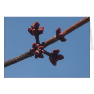 De lente begint te ontstaan
