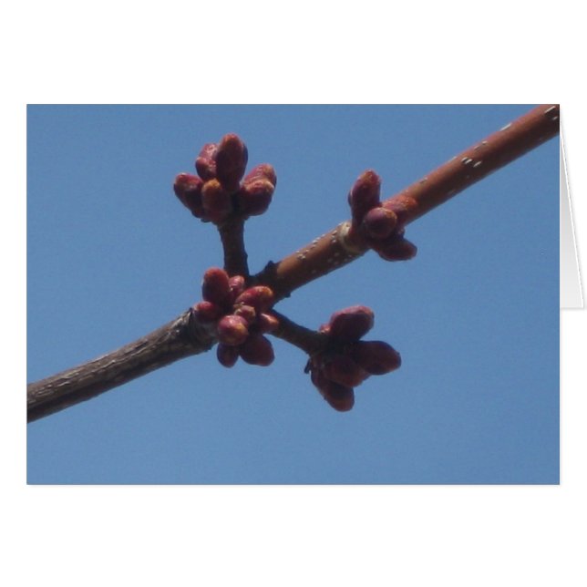 De lente begint te ontstaan (Voorkant Horizontaal)