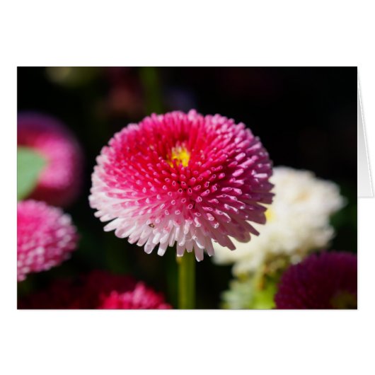 De lente heeft Sprung. (Voorkant Horizontaal)