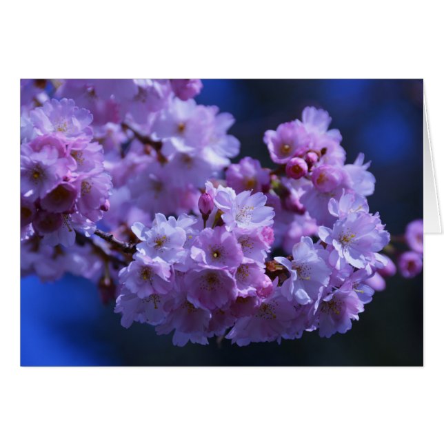 De lente is hier! (Voorkant Horizontaal)