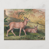 De Leucoryx van Joseph Wolf Briefkaart (Voorkant)