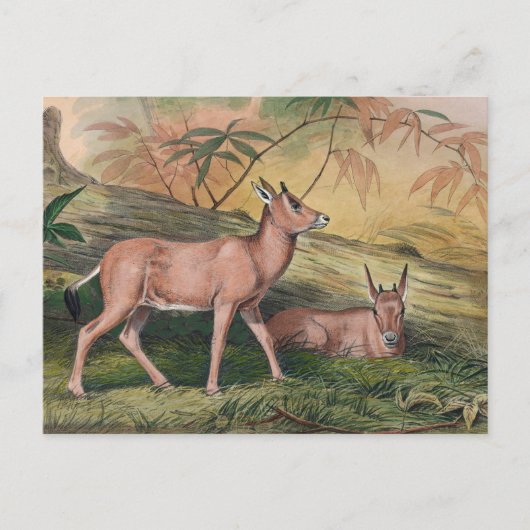 De Leucoryx van Joseph Wolf Briefkaart (Voorkant)