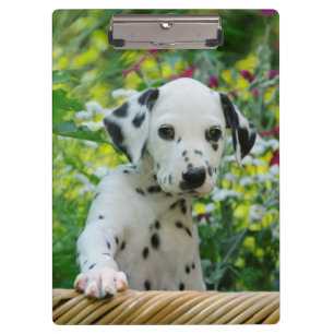 De leuke Dalmatische Foto van het Huisdier van het Klembord