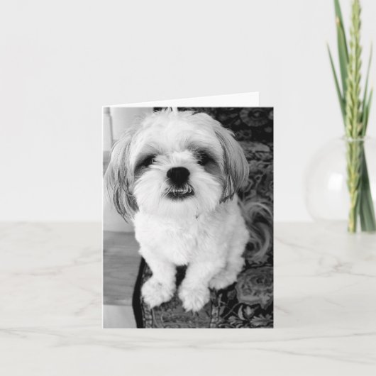 De leuke Kaart van de Nota van Shih Tzu (Voorkant)