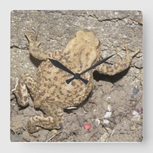 De leuke Kruipende Klok van de Muur van de Pad