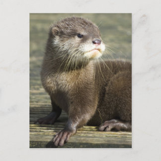 De leuke Otter van het Baby Briefkaart