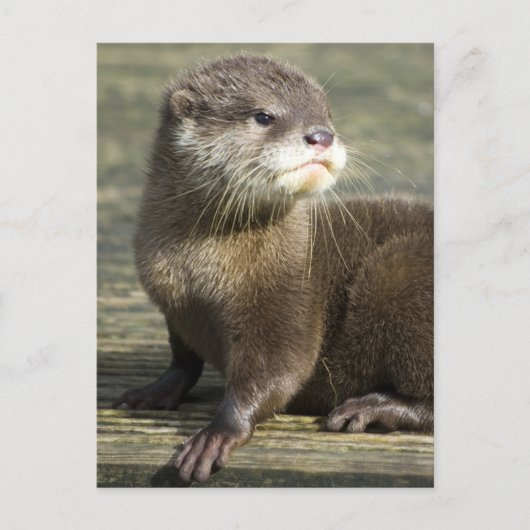 De leuke Otter van het Baby Briefkaart (Voorkant)