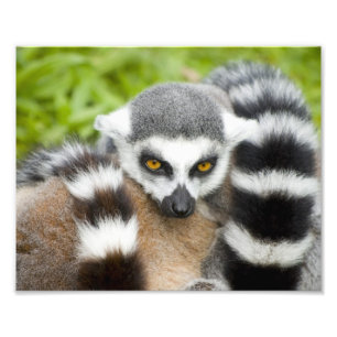 De leuke Staart van Stripey van de Maki Foto Afdruk
