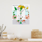 De levenscyclus van een Plant-angiosperm Poster (Keuken)