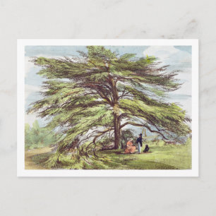 De Libanese cedar-boom in het Arboretum, Kew Garde Briefkaart