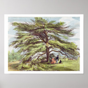 De Libanese cedar-boom in het Arboretum, Kew Garde Poster