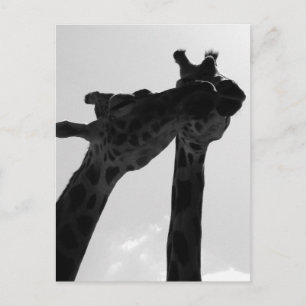 De Liefde van de Giraffe Briefkaart